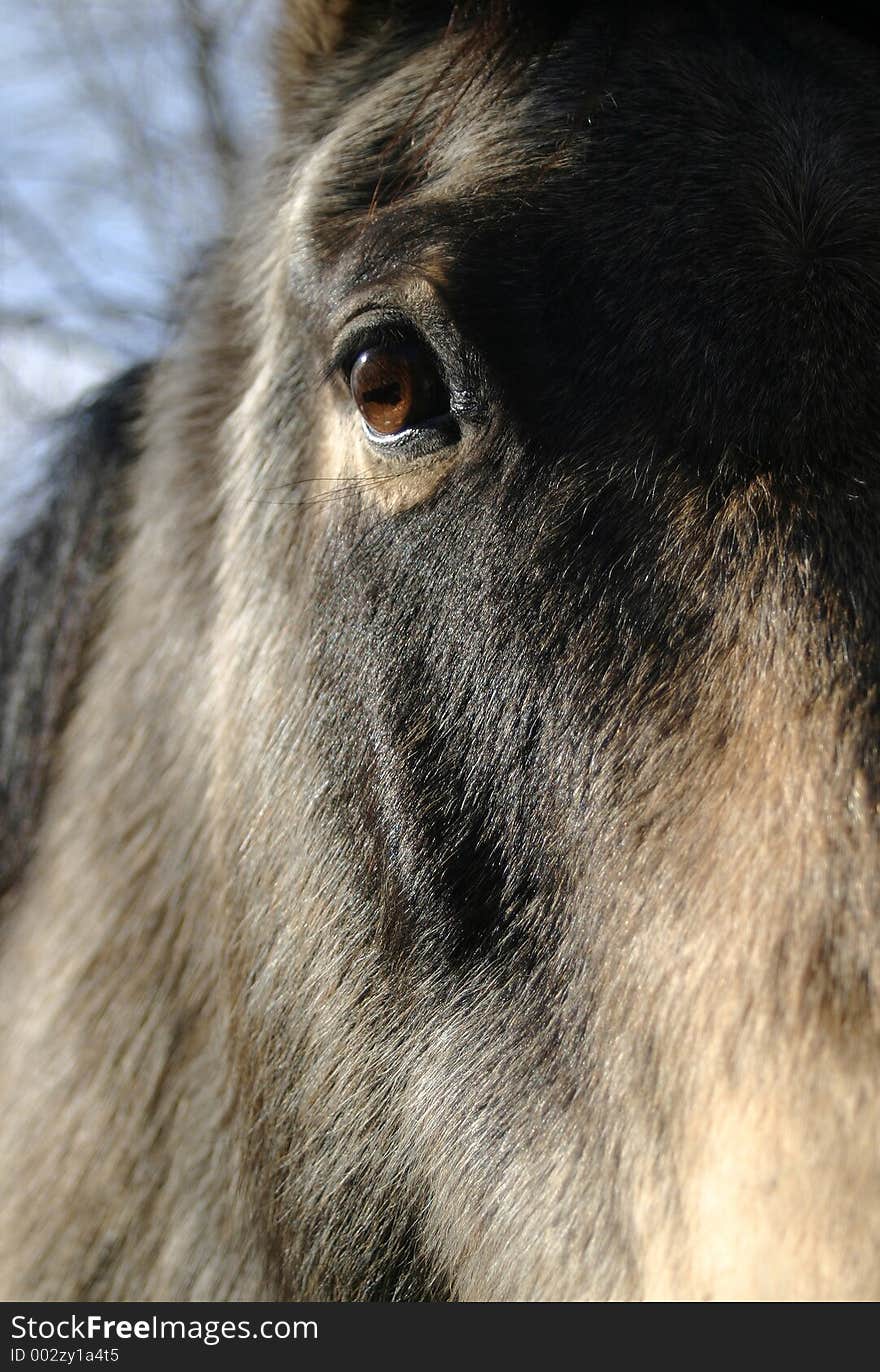 Fairly close-up view of the eye of a horse. Primary focus towards the eye. If you like this photo, please see my portfolio for more horses. Fairly close-up view of the eye of a horse. Primary focus towards the eye. If you like this photo, please see my portfolio for more horses.