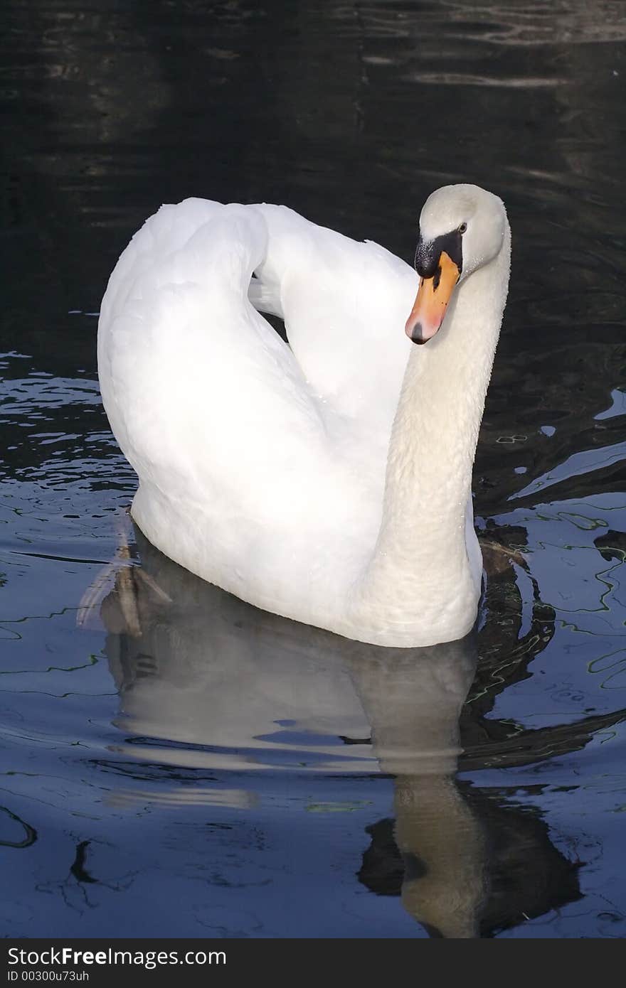 Gracefully mute swan