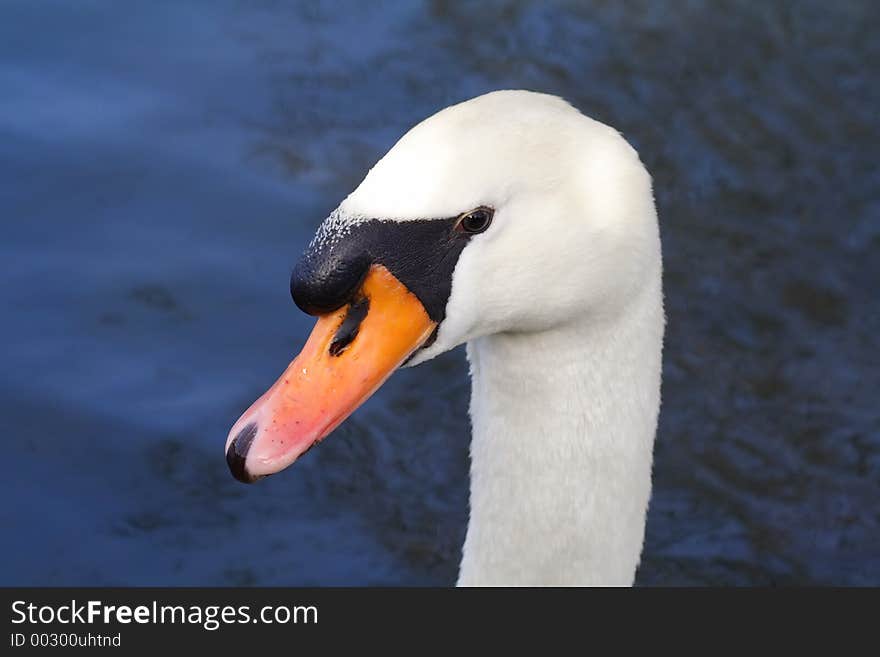 Close Up Of A Swans Head