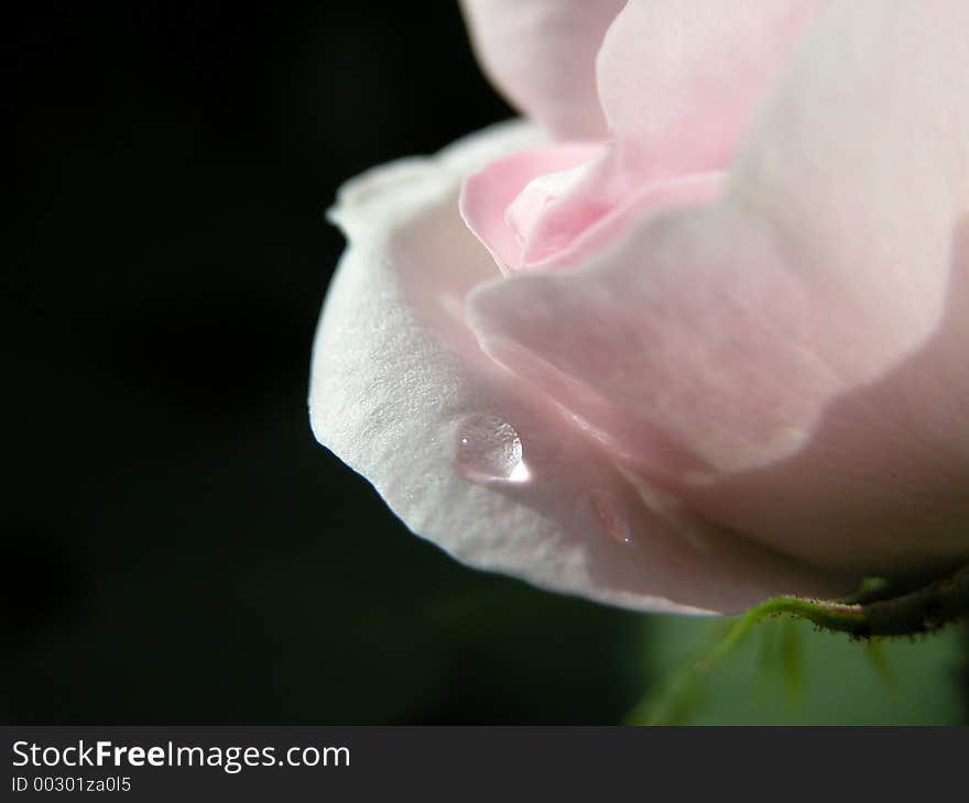 One lonely raindrop on a pink rose. The dark background and the soft, sensitive pink with the drop made it look like a tear, a last lonely teardrop. One lonely raindrop on a pink rose. The dark background and the soft, sensitive pink with the drop made it look like a tear, a last lonely teardrop.