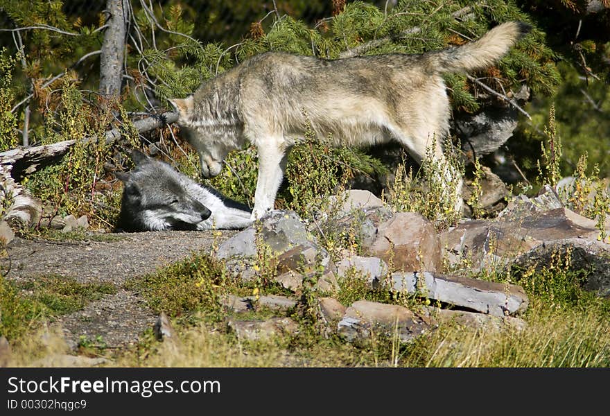 Light colored timber wolf (canis lupus) stands over darker colored timber wolf in dominance posture. Light colored timber wolf (canis lupus) stands over darker colored timber wolf in dominance posture