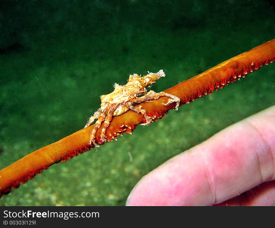 Spider Crab On Whip Coral