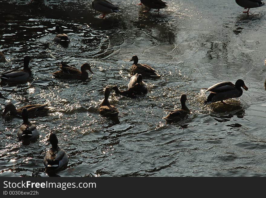 Ducks On A Lake