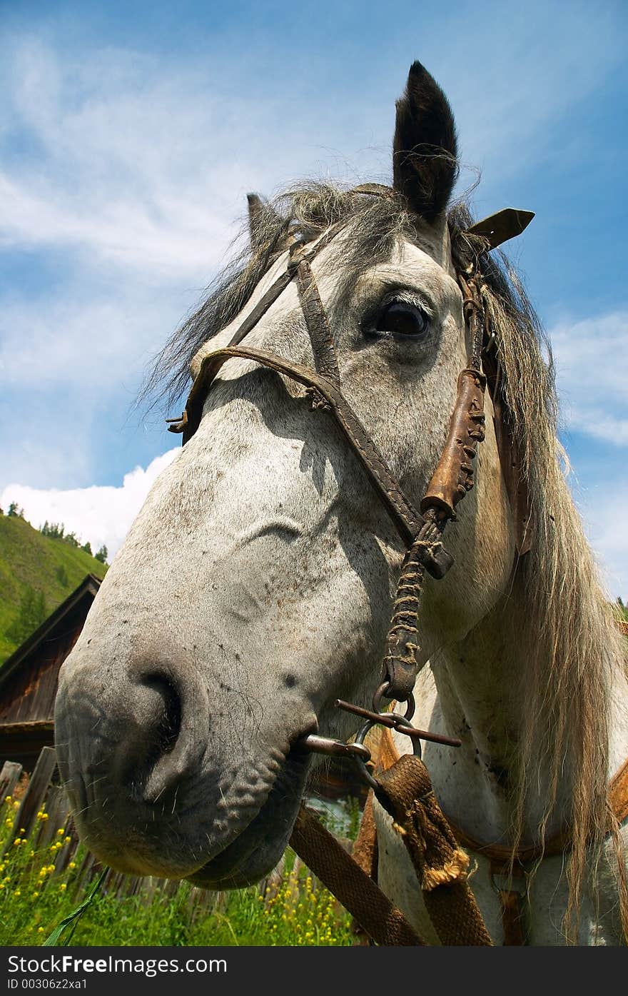 Horse portrait in a summer sky. Horse portrait in a summer sky