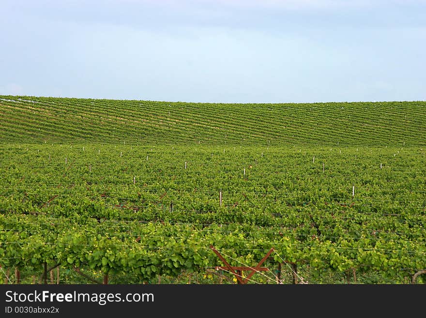 A vineyard in California's wine country. A vineyard in California's wine country.