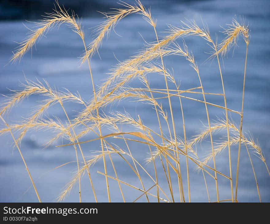 Tall Grass Pattern