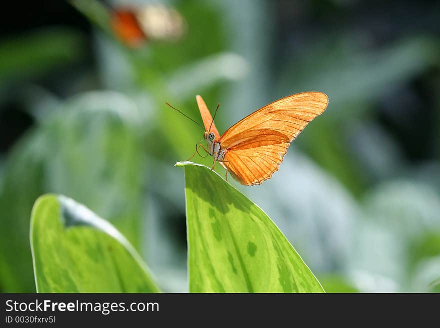 Orange Butterfly. Orange Butterfly