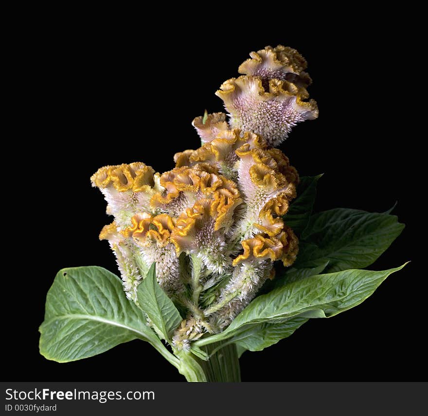 Celosia Flower