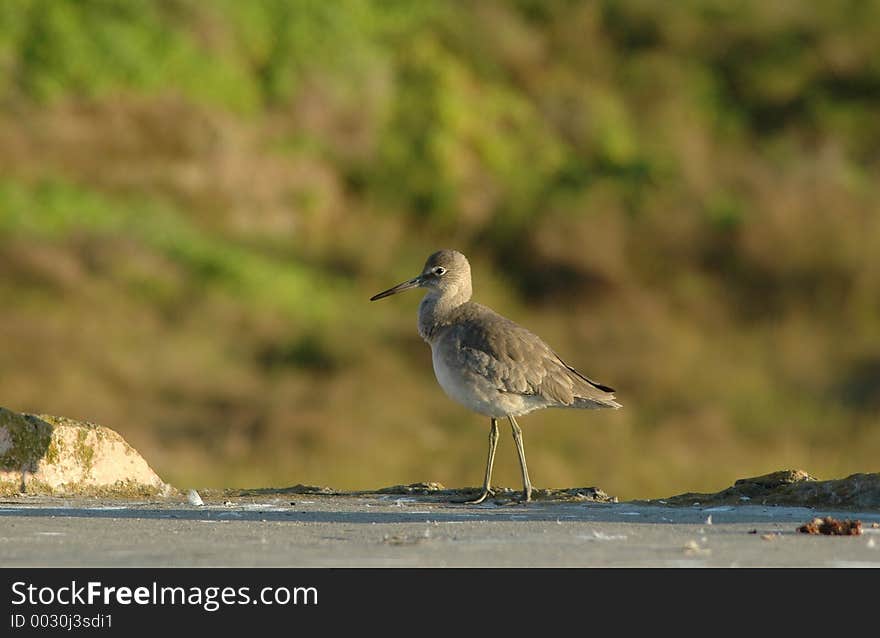 Bird walking on cement