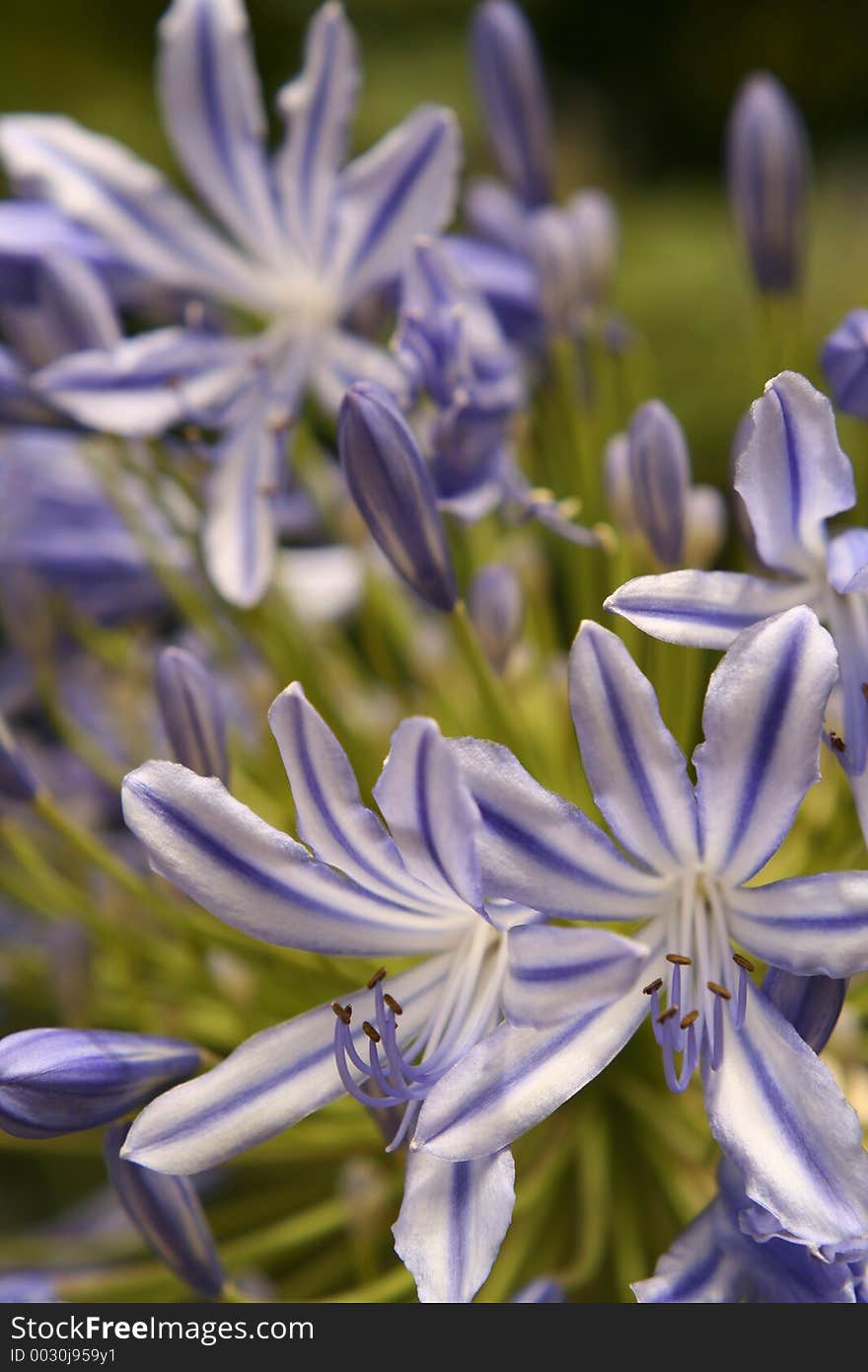 Agapanthus Flower