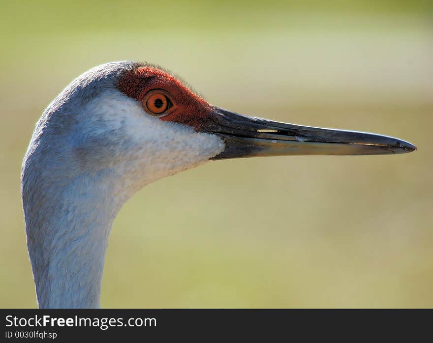 Sandhill Crane Headshot