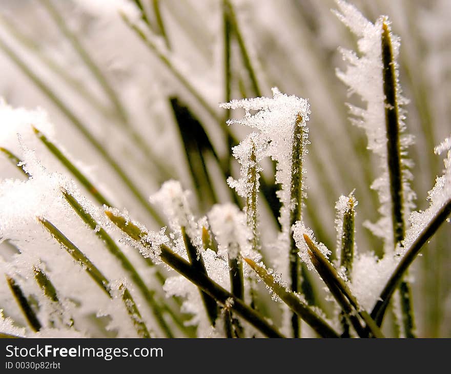 Snowy Needles