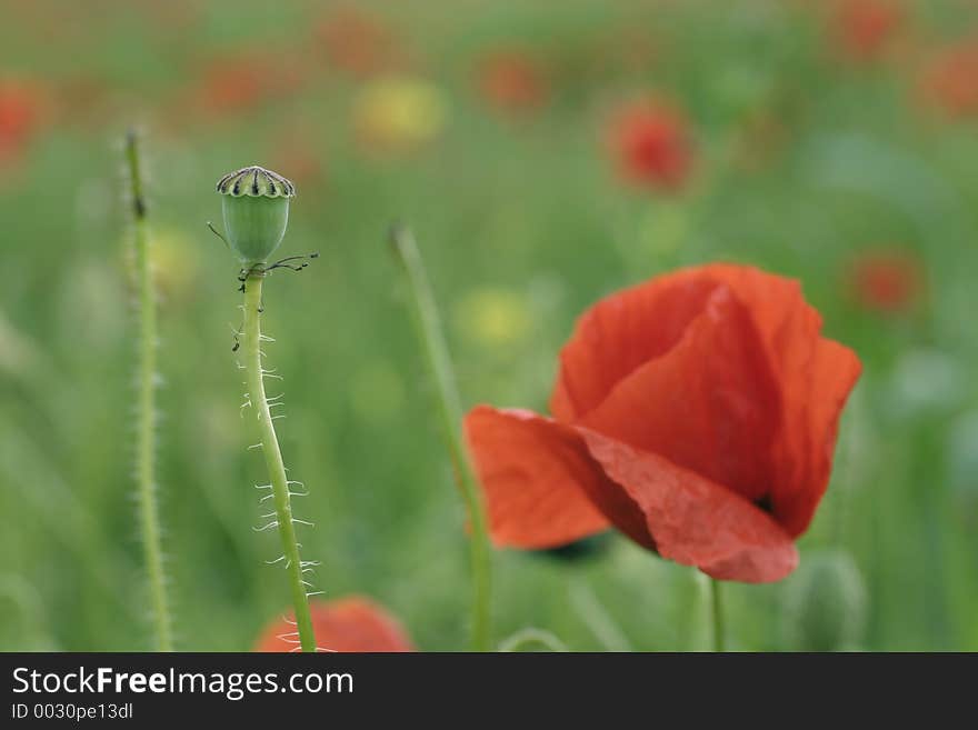 A poppy flower detail