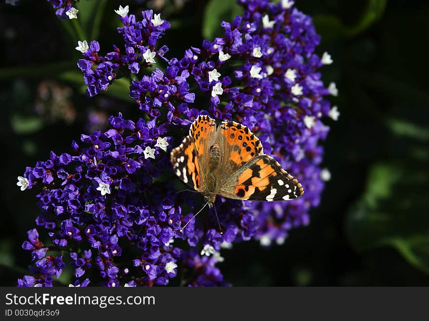 Orange, black and white Butterfly landing on some purple and white flowers.