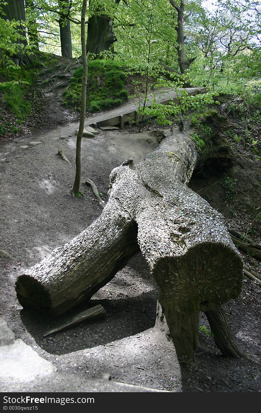 Coin tree in Bolton Abbey woodland, West Yorkshire