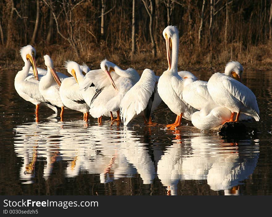 Flock Of Pelicans