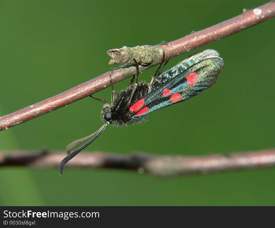 Butterfly Zygaena. The photo is made in vicinities of Moscow. Original date/time: 2005:07:14 11:40:03. Butterfly Zygaena. The photo is made in vicinities of Moscow. Original date/time: 2005:07:14 11:40:03.