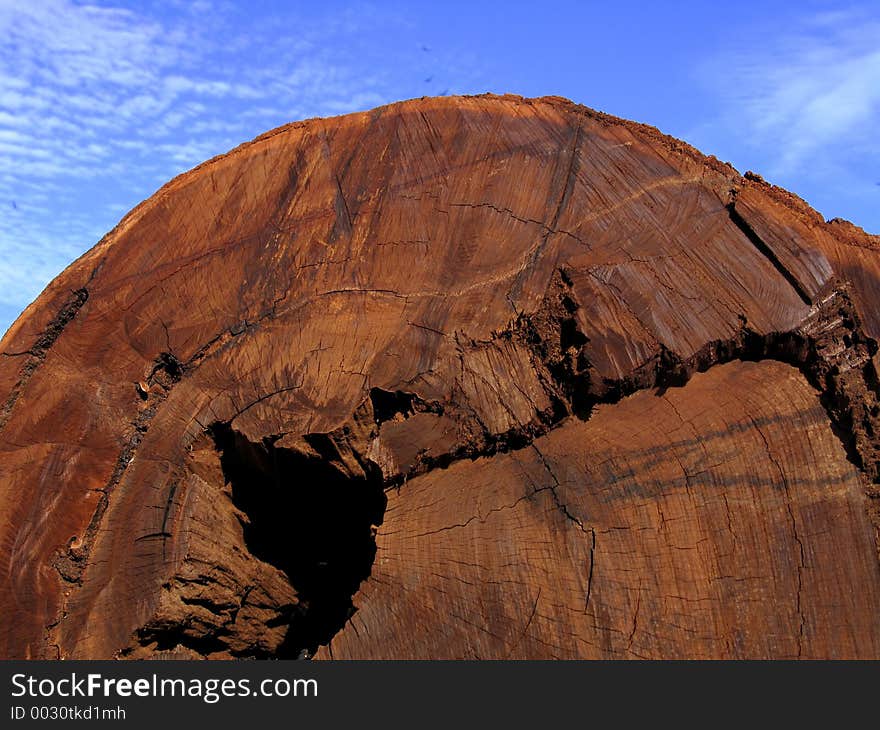 Trunk sawed in the river Amazon. Trunk sawed in the river Amazon