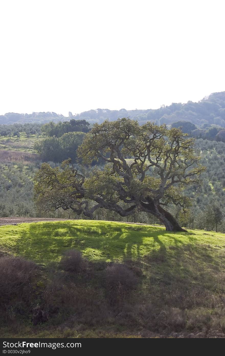 Old tree on bright patch of green grass