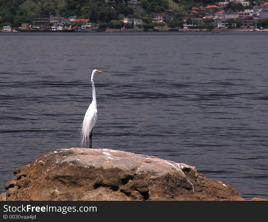 Bird on a rock. Bird on a rock