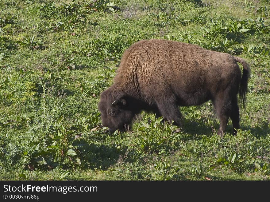 A large bison feeds on grassland. A large bison feeds on grassland.