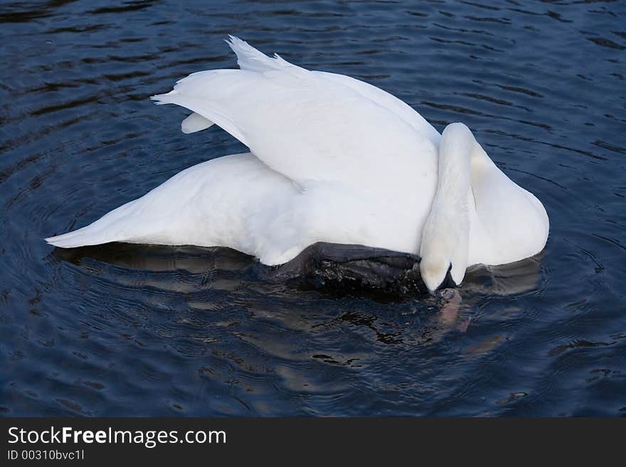 Swan fishing