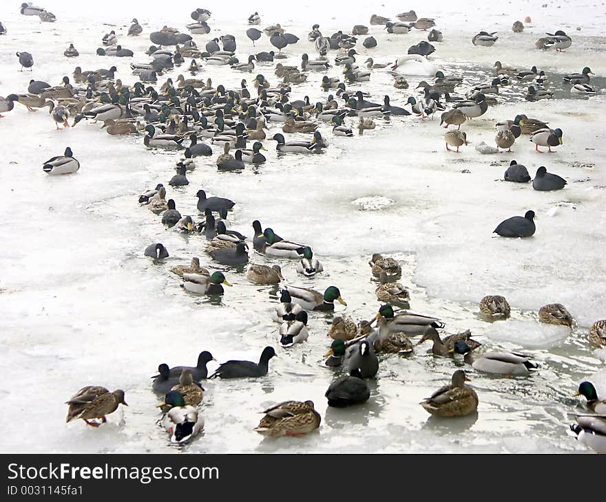 Flock of ducks in river partially covered by ice float. Flock of ducks in river partially covered by ice float