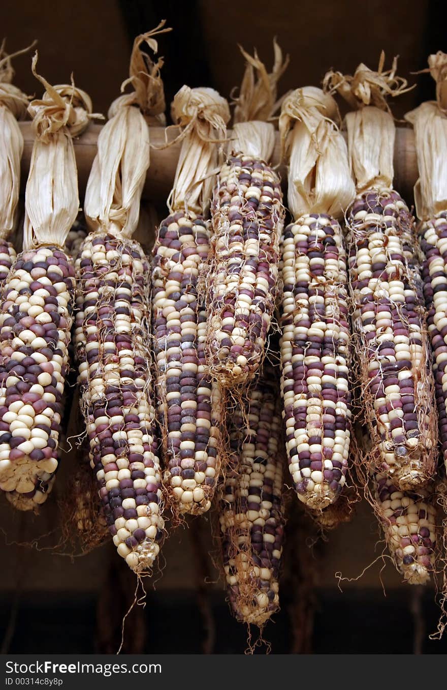 Row of dried corn