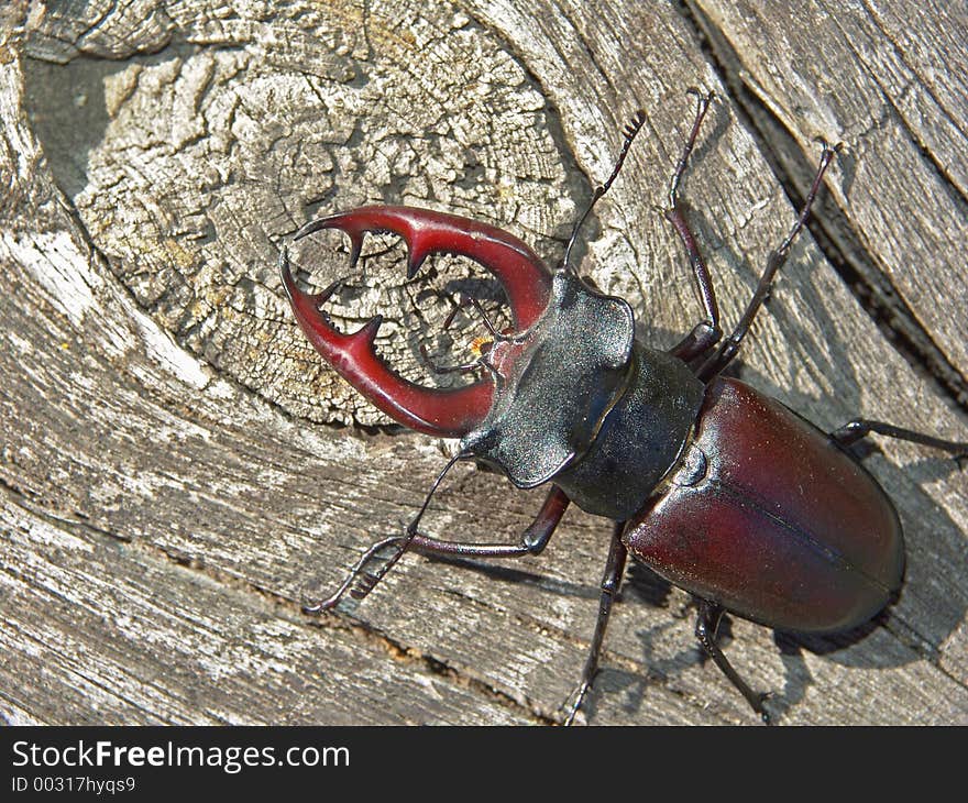 The Horned Bug.