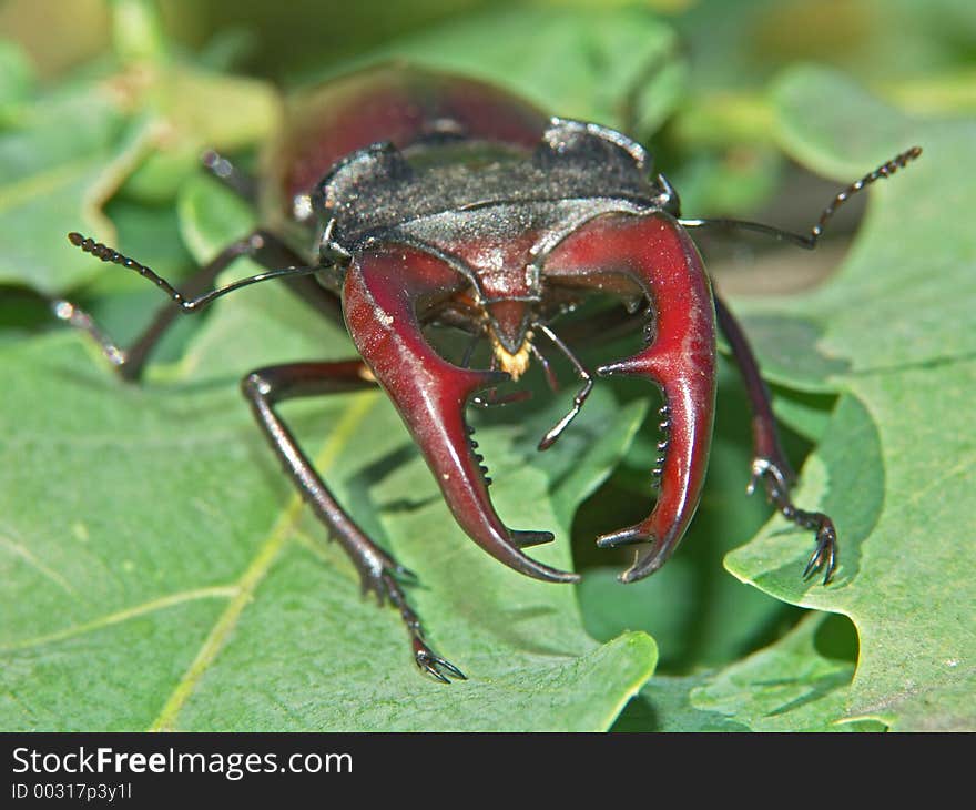 The horned bug.