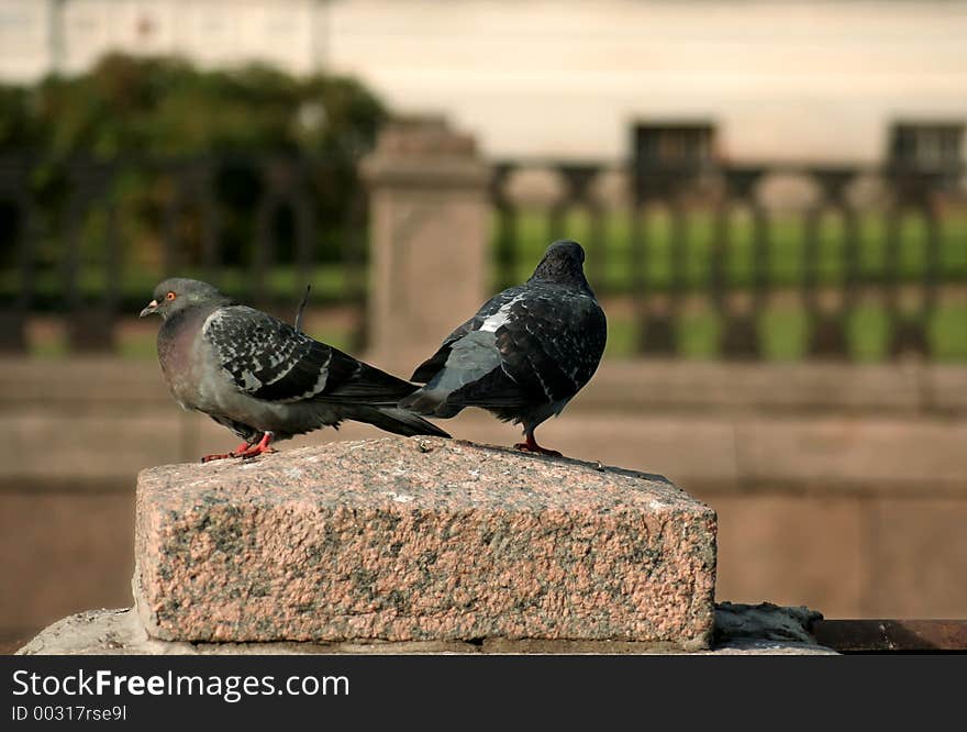 Two doves on the granite stone