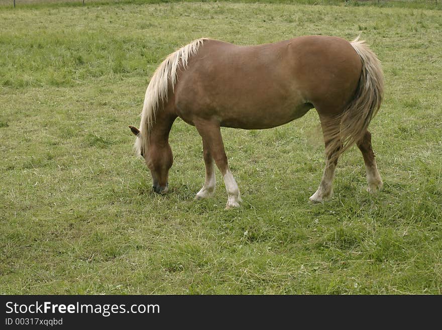 A single horse