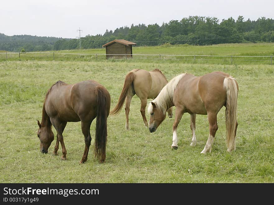 Three horses in the countryside