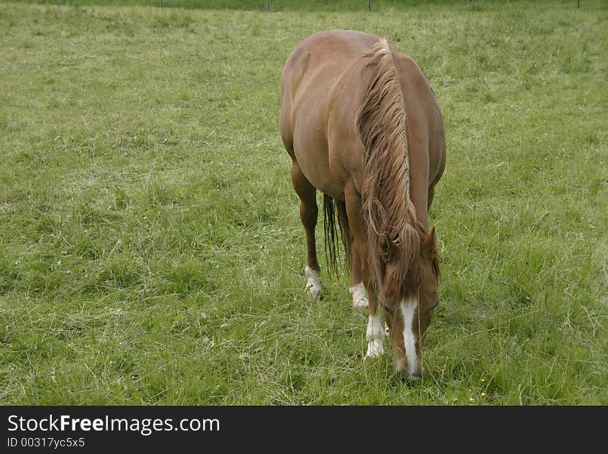 A single horse