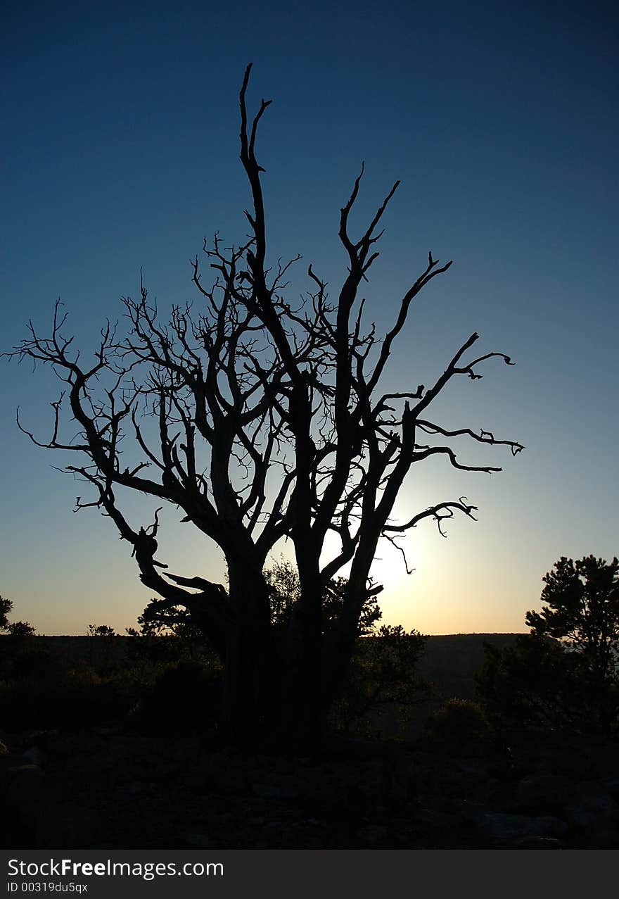 Tree silhouette at sunset