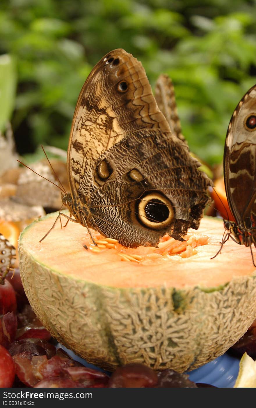 Owl Butterfly On Cantaloupe