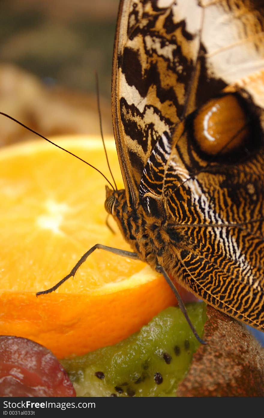 Owl Butterfly On An Orange