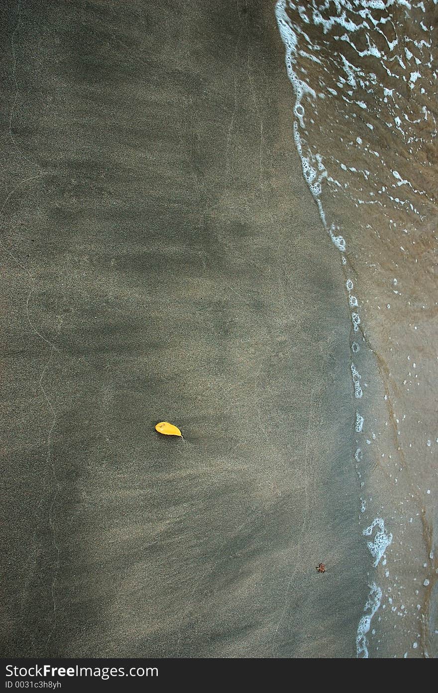 Single yellow leaf about to be washed away with the tide