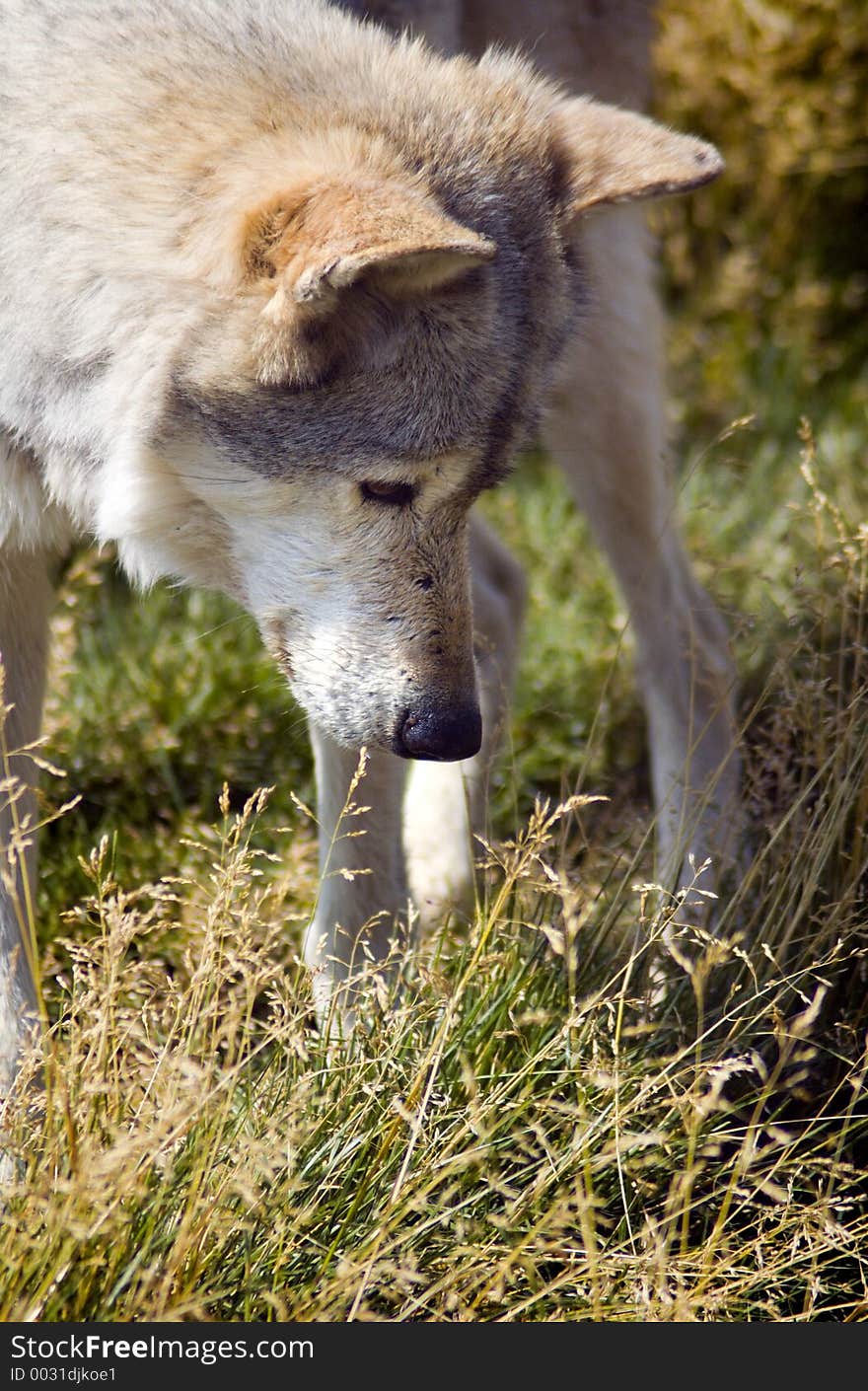 Curious Timber wolf (canis lupus) looks into grasses - vertical. Curious Timber wolf (canis lupus) looks into grasses - vertical