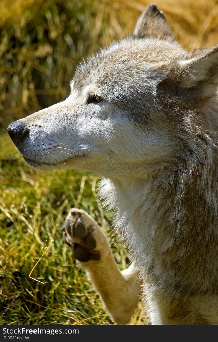 Itchy Timber wolf (canis lupus) raises leg to scratch