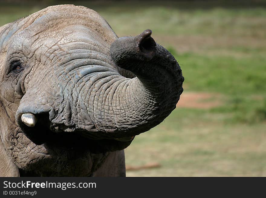 Elephant reaching out towards viewer. Elephant reaching out towards viewer