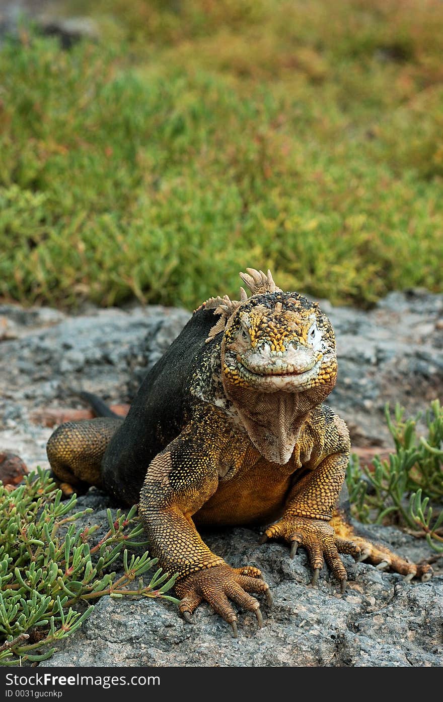 Galapgos land iguana smiling for the camera. Galapgos land iguana smiling for the camera