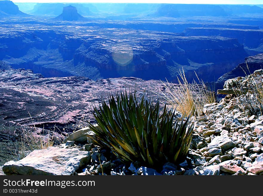 Blue Agave growing on rim of Grand Canyon