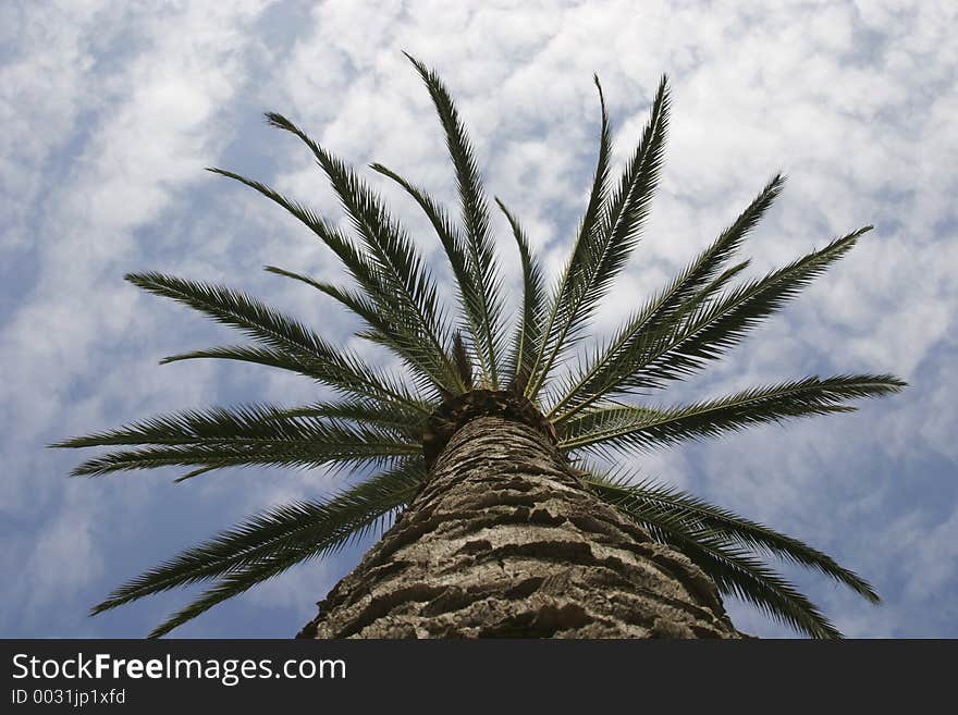 Looking to sky through palm tree. Looking to sky through palm tree