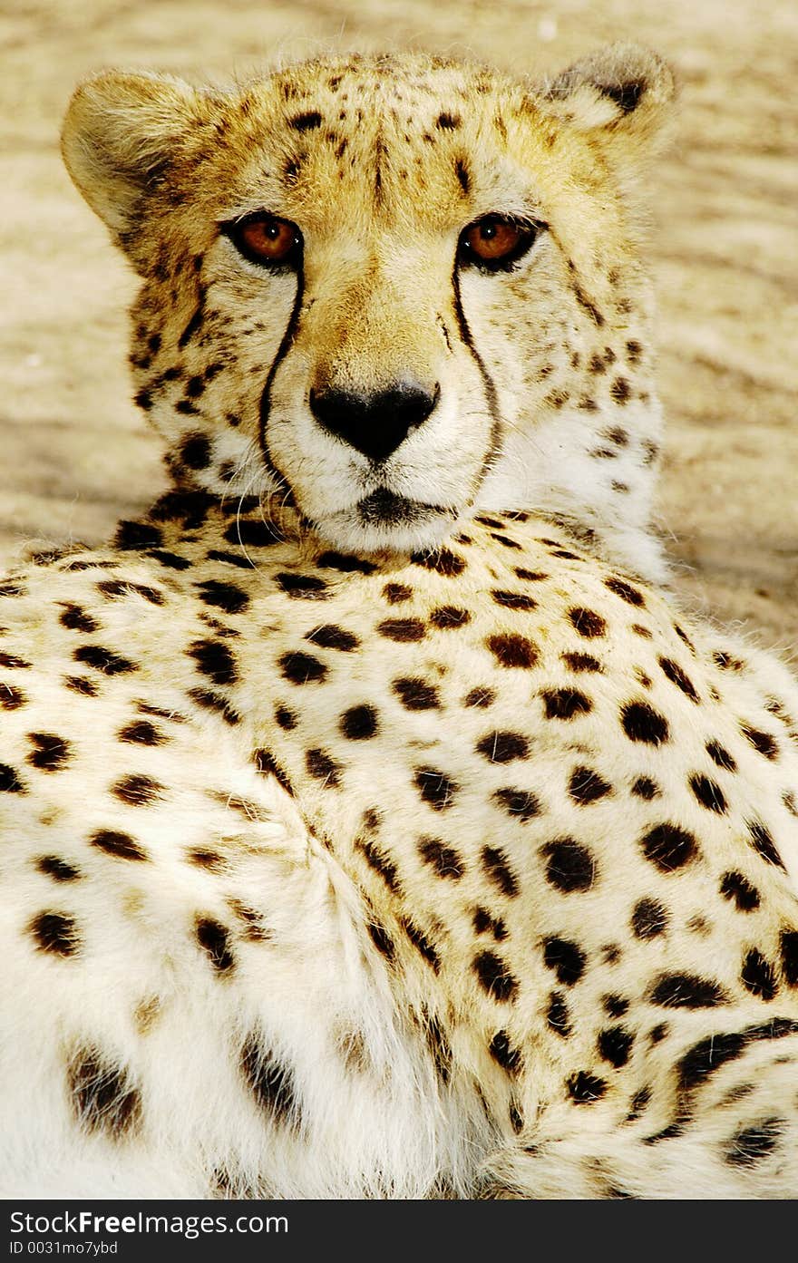 Cheetah (Acinonux Jubatus) Cubs, South Africa