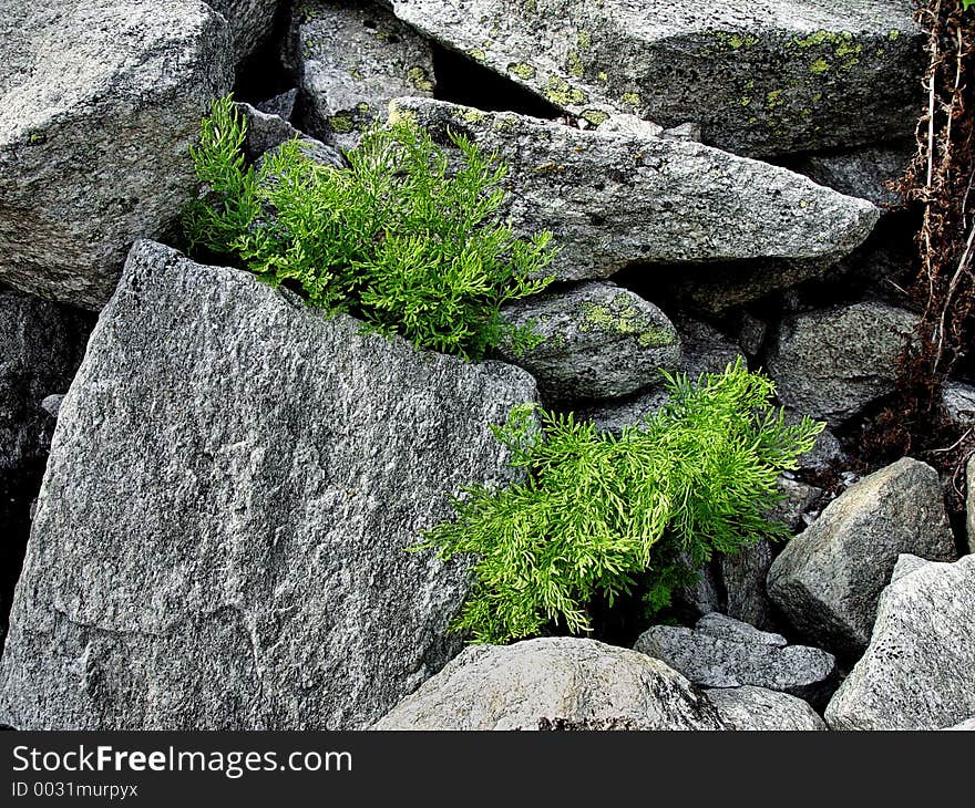 Fronds of fern in the alps. Fronds of fern in the alps