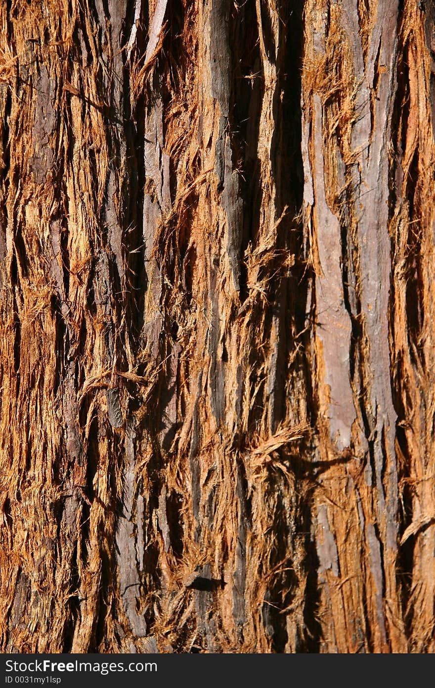 Fuzzy Brown Tree Bark