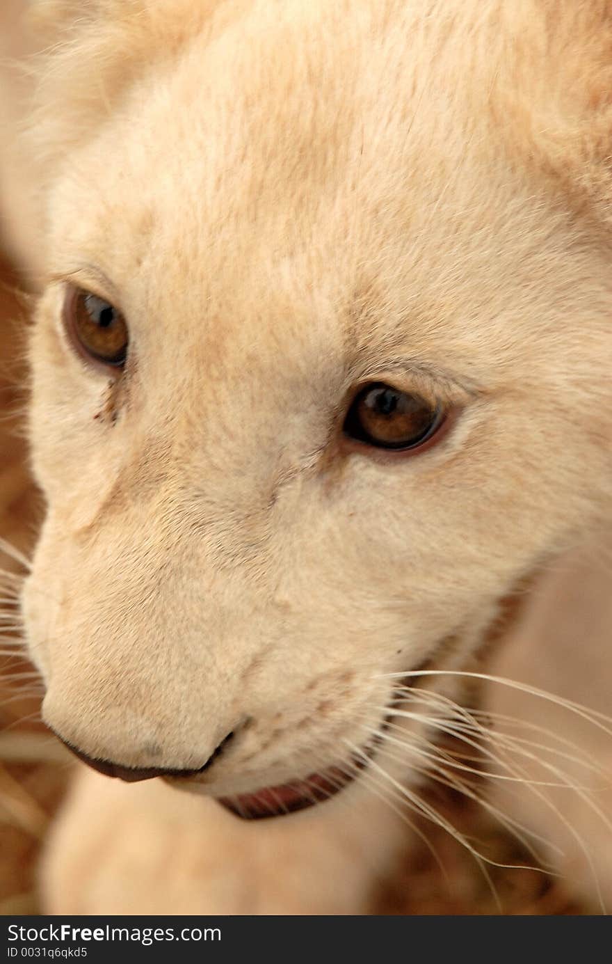 White lion Cub, South Africa