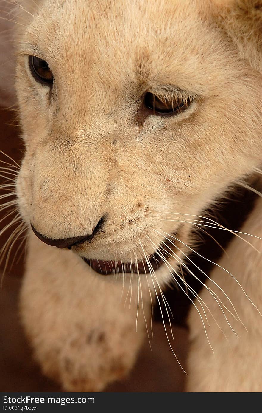 Playful white lion cub, South Africa