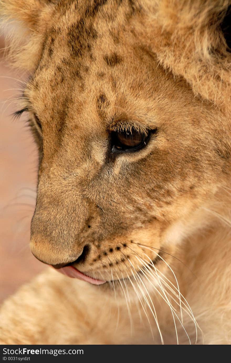 Lion Cub, South Africa